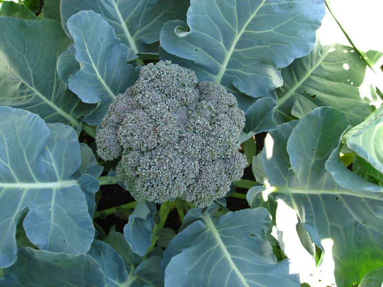 Broccoli A Global History of Food