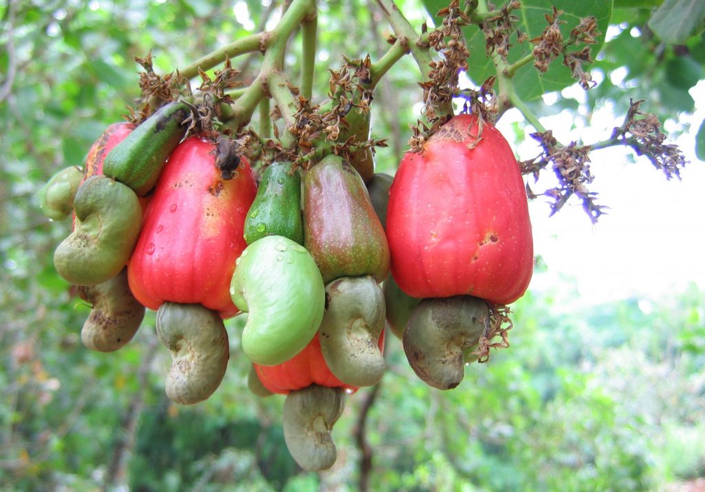 cashew plant origin